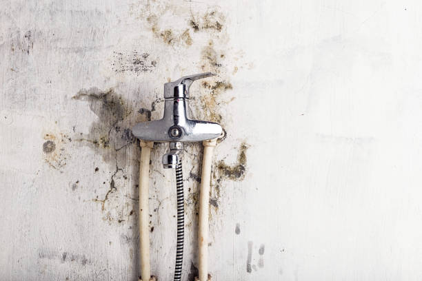 Best Black Mold Remediation in Colmar Manor, MD