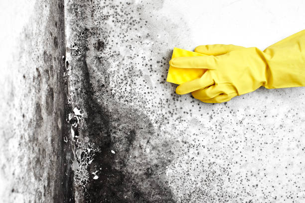 Best Mold Testing and Inspection Services in Colmar Manor, MD