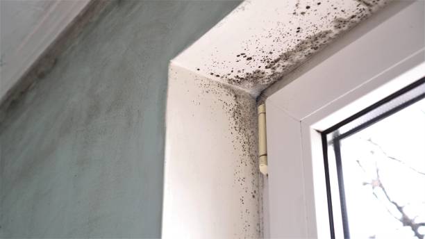 Professional Mold Remediation in Colmar Manor, MD