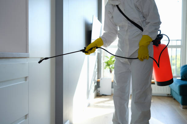 Best Basement Mold Remediation in Colmar Manor, MD