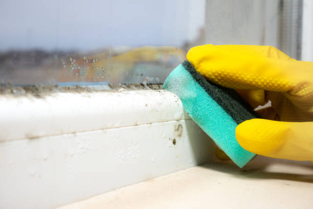 Best Residential Mold Remediation in Colmar Manor, MD