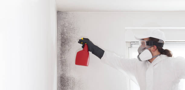 Best White Mold Remediation in Colmar Manor, MD